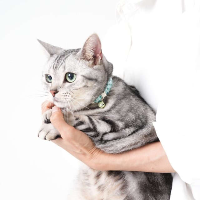 【アメショ：まる】

Kawakiru第一弾シリーズの商品撮影にご協力いただきました、かわいい猫ちゃんのご紹介。

アメショーの「まる」ちゃんです。

@kotayuni

前回ご紹介した柴犬「虎太郎」くんのご家族です！

まるちゃんは、まずは慣れない撮影スタジオ内をゆっくり歩きながら、周りを偵察してから撮影に挑みました。
照明のフラッシュにも驚くことなく、必要な撮影カットをササっと撮影させてくれました！
インスタで見せるような安心しきったほっこりしたかわいい表情にはなかなか撮れずでしたが、次の機会には少し慣れてくれて、ぜひもっといい表情を撮らせてくださいね！

撮影お疲れさまでした！ありがとう！

***********

Kawakiruは9/10の22:00までMakuakeプロジェクトにて、初クラウドファンディングへ挑戦しています！

人気で完売のセット割りの追加リターンも新たに設定しています！
「２個セット割」が完売しており購入できなかったという皆さま、どうぞ今一度ご検討いただけますと嬉しいです！

引き続き、皆さまからのあたたかいご支援をお待ちしております！
よろしくお願い致します。

*************

▶プロフィールのリンクからMakuakeページのチェックをお願いいたします。
@kawakiru

#kawakiru #本革 #クラファン初挑戦 #クラウドファンディング #クラウドファンディング挑戦 #ヌメ革 #デザインチャーム #日本製 #極厚レザー #革チャーム #Makuake #makuakeクラウドファンディング　#クラファンスタート #追加リターン #アメショー #猫 #猫モデル